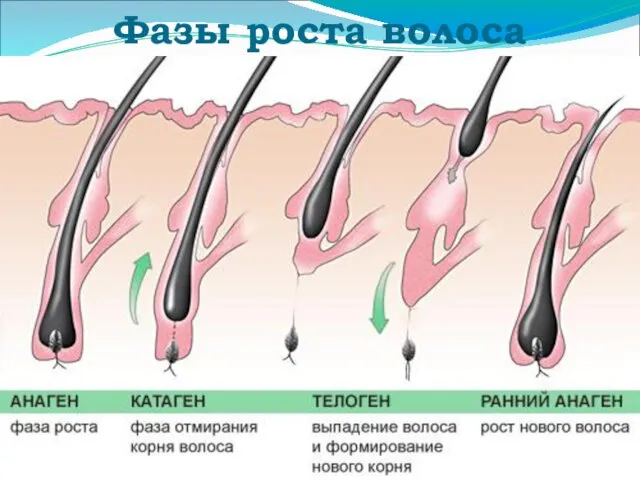 Фазы роста волоса