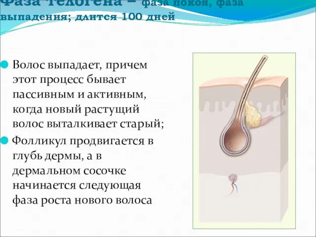 Фаза телогена – фаза покоя, фаза выпадения; длится 100 дней Волос