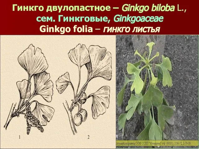 Гинкго двулопастное – Ginkgo biloba L., сем. Гинкговые, Ginkgoaceae Ginkgo folia – гинкго листья