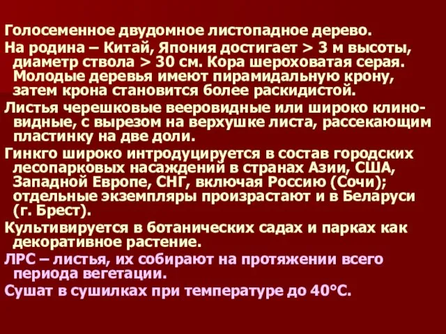 Голосеменное двудомное листопадное дерево. На родина – Китай, Япония достигает >