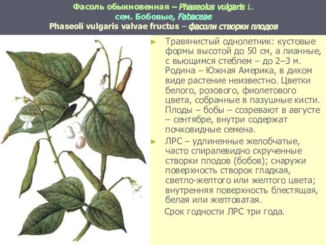 Фасоль обыкновенная – Phaseolus vulgaris L. сем. Бобовые, Fabaceae Phaseoli vulgaris