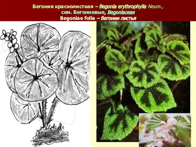 Бегония краснолистная – Begonia erythrophylla Neum., сем. Бегониевые, Begoniaceae Begoniae folia – бегонии листья