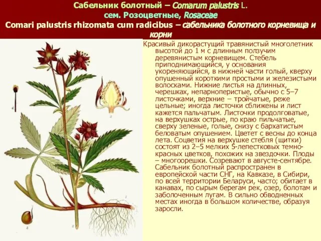 Сабельник болотный – Comarum palustris L. сем. Розоцветные, Rosaceae Comari palustris