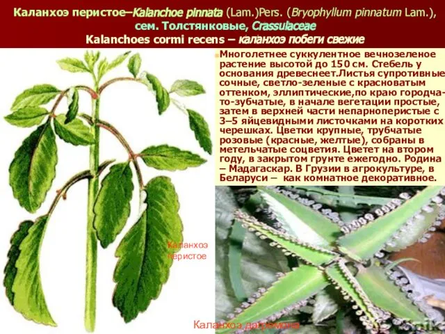 Каланхоэ перистое–Kalanchoe pinnata (Lam.)Pers. (Bryophyllum pinnatum Lam.), сем. Толстянковые, Crassulaceae Kalanchoes