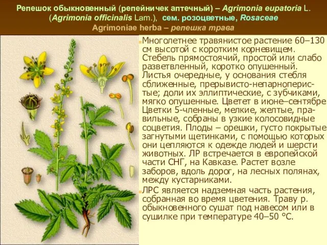 Репешок обыкновенный (репейничек аптечный) – Agrimonia eupatoria L. (Agrimonia officinalis Lam.),