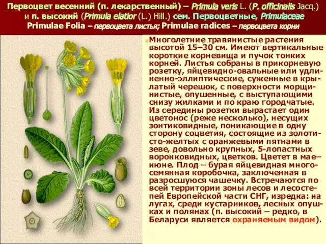 Первоцвет весенний (п. лекарственный) – Primula veris L. (P. officinalis Jacq.)