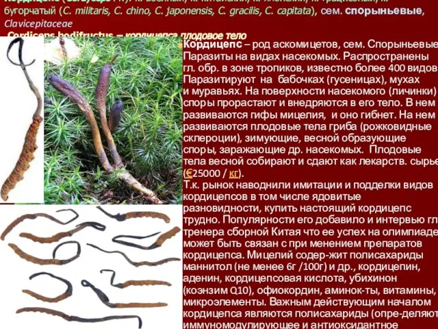 Кордицепс (Cordyceps Fr.): к. военный, к. китайский, к. японский, к. грациозный,