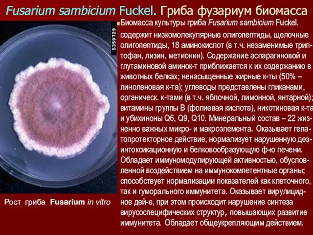 Fusarium sambicium Fuckel. Гриба фузариум биомасса Биомасса культуры гриба Fusarium sambicium