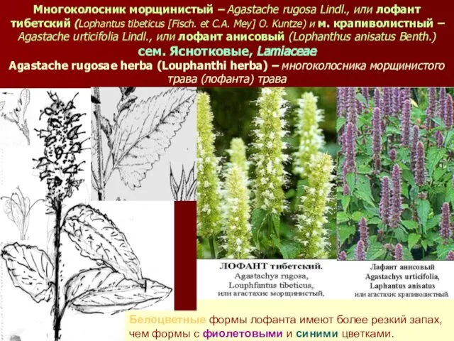 Многоколосник морщинистый – Agastache rugosa Lindl., или лофант тибетский (Lophantus tibeticus