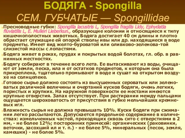БОДЯГА - Spongilla СЕМ. ГУБЧАТЫЕ — Spongillidae Пресноводные губки: Spongilla lacustris