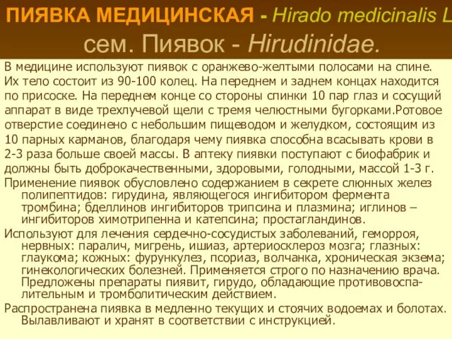 ПИЯВКА МЕДИЦИНСКАЯ - Hirado medicinalis L. сем. Пиявок - Hirudinidae. В