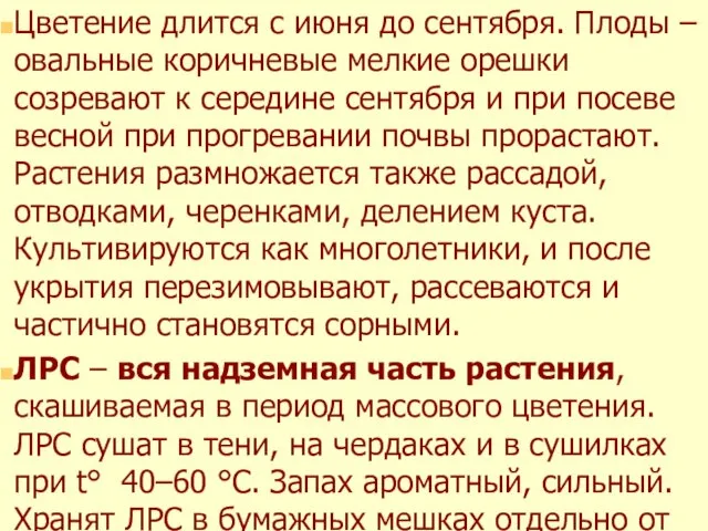 Цветение длится с июня до сентября. Плоды – овальные коричневые мелкие