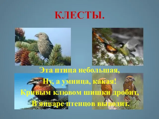 КЛЕСТЫ. Эта птица небольшая, Ну, а умница, какая! Кривым клювом шишки дробит, В январе птенцов выводит.