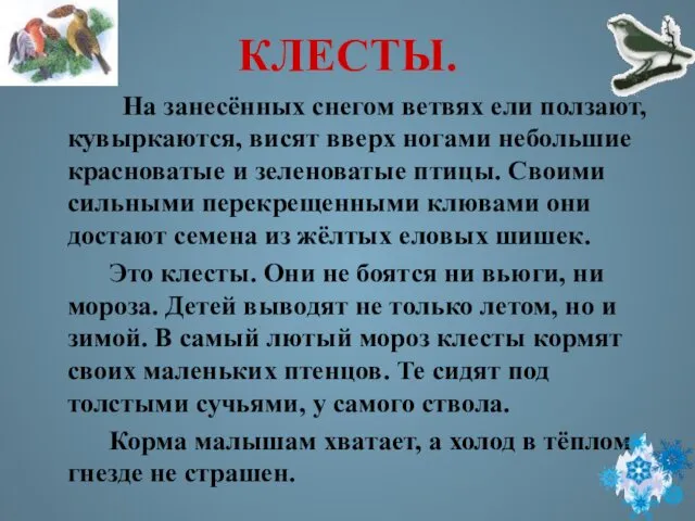 КЛЕСТЫ. На занесённых снегом ветвях ели ползают, кувыркаются, висят вверх ногами