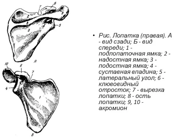 Рис. Лопатка (правая). А - вид сзади; Б - вид спереди;