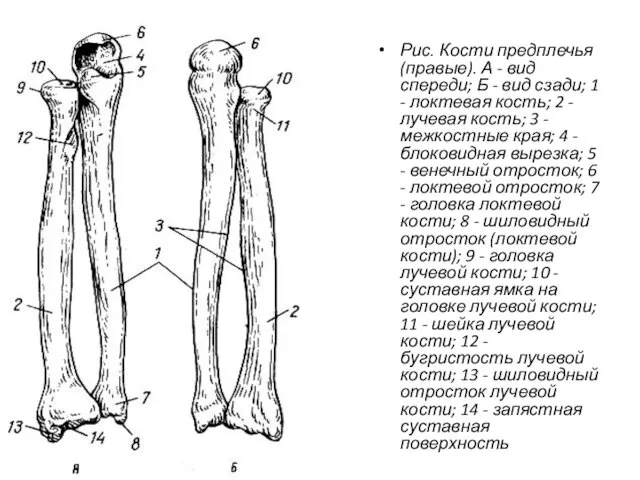 Рис. Кости предплечья (правые). А - вид спереди; Б - вид