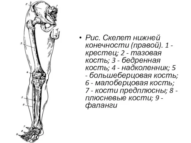 Рис. Скелет нижней конечности (правой). 1 - крестец; 2 - тазовая