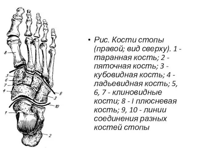 Рис. Кости стопы (правой; вид сверху). 1 - таранная кость; 2