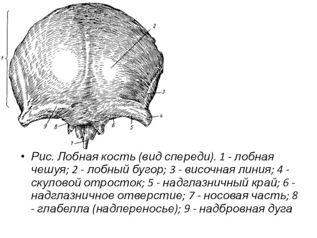 Рис. Лобная кость (вид спереди). 1 - лобная чешуя; 2 -