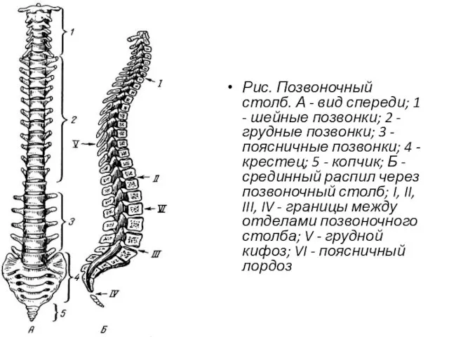 Рис. Позвоночный столб. А - вид спереди; 1 - шейные позвонки;