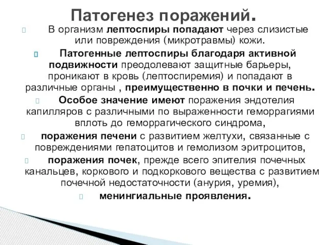 В организм лептоспиры попадают через слизистые или повреждения (микротравмы) кожи. Патогенные