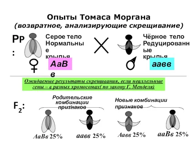 Опыты Томаса Моргана (возвратное, анализирующие скрещивание) F2: Ожидаемые результаты скрещивания, если