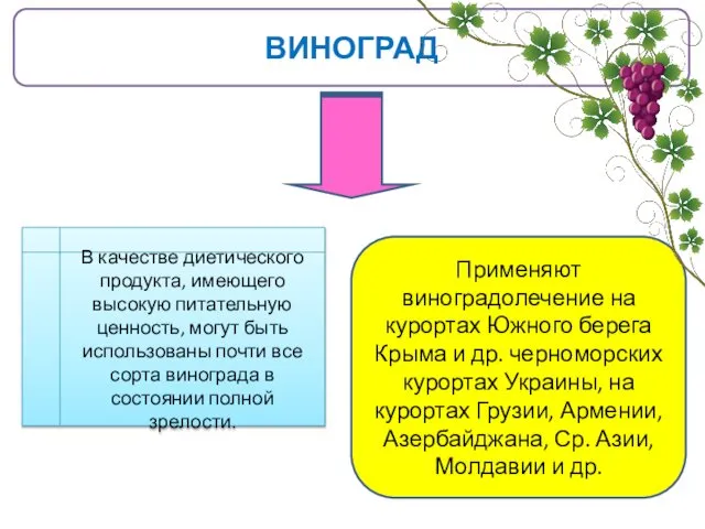 ВИНОГРАД В качестве диетического продукта, имеющего высокую питательную ценность, могут быть