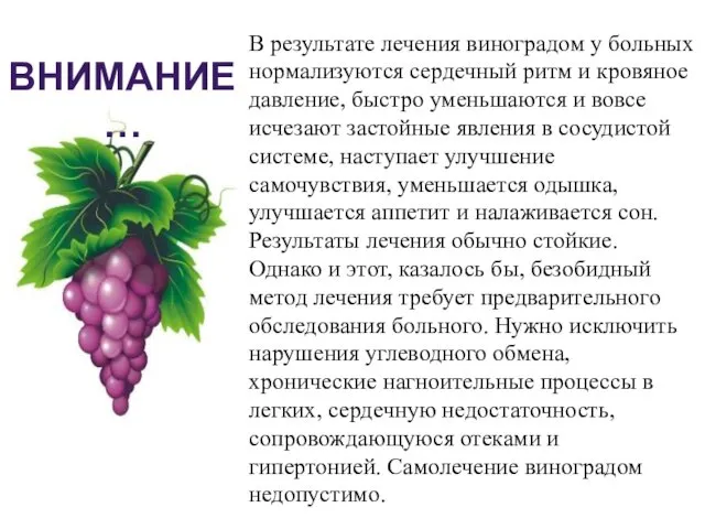 В результате лечения виноградом у больных нормализуются сердечный ритм и кровяное