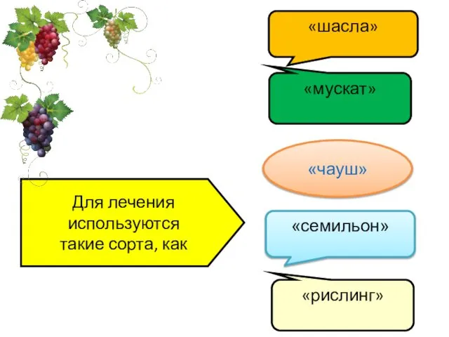 Для лечения используются такие сорта, как «шасла» «рислинг» «семильон» «мускат» «чауш»