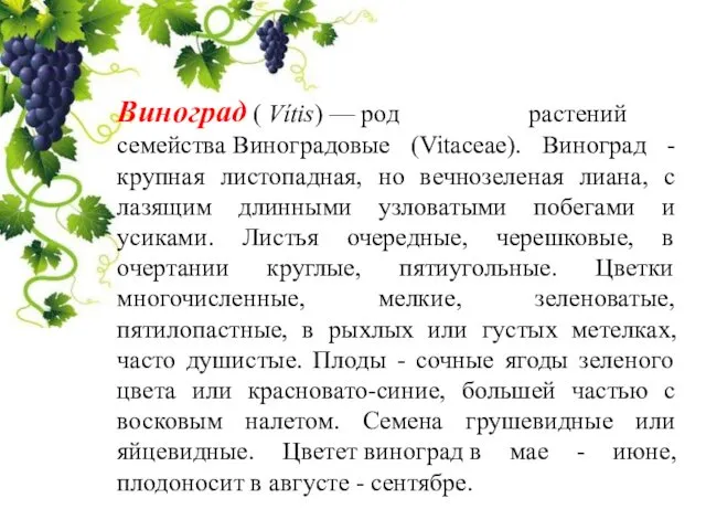 Виноград ( Vítis) — род растений семейства Виноградовые (Vitaceae). Виноград -