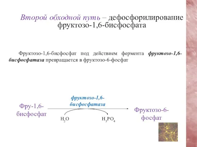 Фруктозо-1,6-бисфосфат под действием фермента фруктозо-1,6-бисфосфатаза превращается в фруктозо-6-фосфат Второй обходной путь