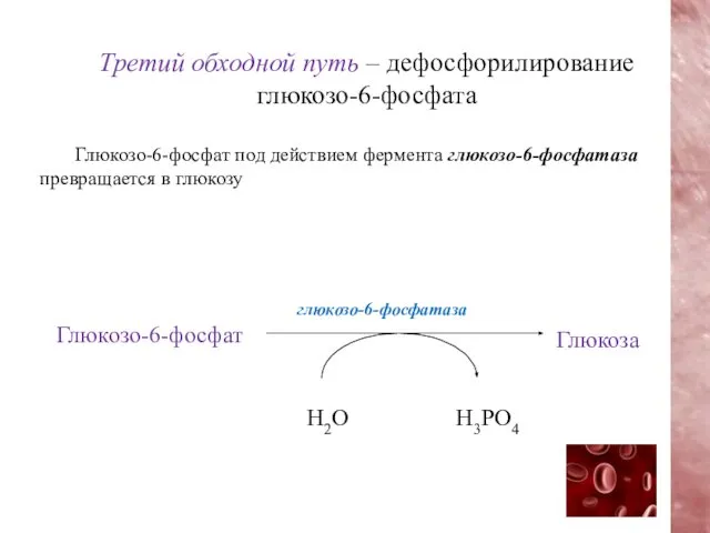 Глюкозо-6-фосфат под действием фермента глюкозо-6-фосфатаза превращается в глюкозу Третий обходной путь