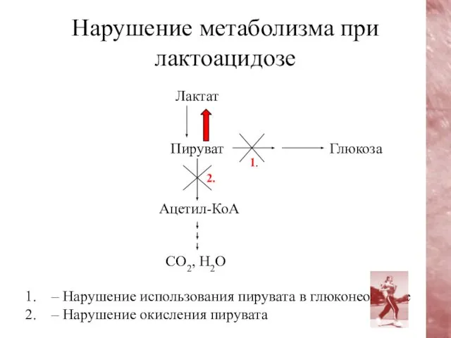 Нарушение метаболизма при лактоацидозе Лактат Пируват Глюкоза 1. 2. Ацетил-КоА СО2,