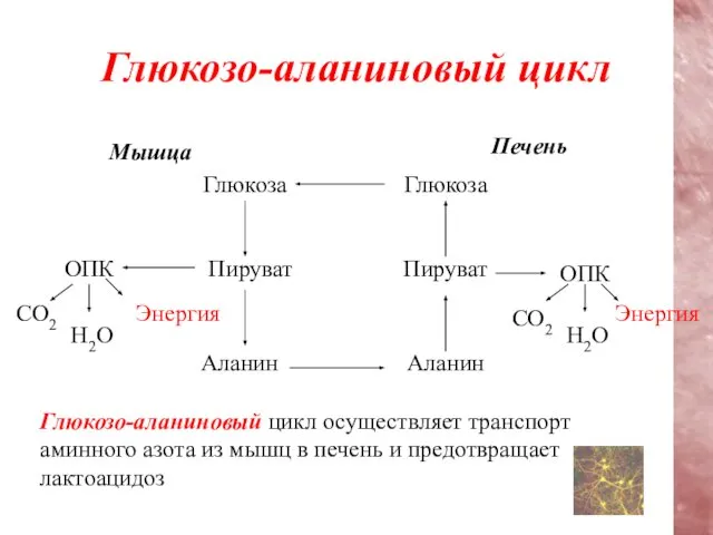 Глюкозо-аланиновый цикл Мышца Глюкоза Глюкоза Печень Пируват Пируват Аланин Аланин Энергия