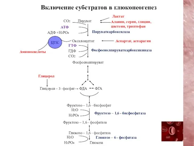 Включение субстратов в глюконеогенез Лактат Аланин, серин, глицин, цистеин, триптофан Пируват