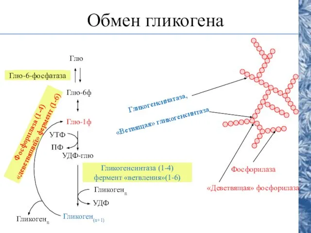 Обмен гликогена Глю Глю-6ф Глю-1ф УДФ-глю Гликоген(n+1) Гликогенсинтаза (1-4) фермент «ветвления»(1-6)