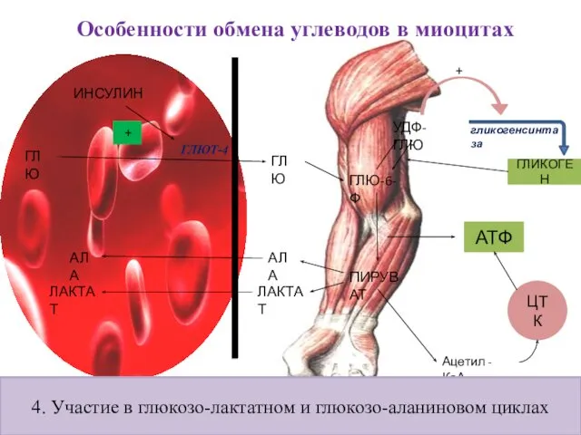 Особенности обмена углеводов в миоцитах ИНСУЛИН ГЛЮ ГЛЮ ГЛЮТ-4 ГЛЮ-6-Ф ПИРУВАТ