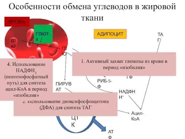 Особенности обмена углеводов в жировой ткани ГЛЮТ-4 + ГЛЮ ГЛЮ ДФА