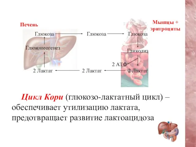 Цикл Кори (глюкозо-лактатный цикл) – обеспечивает утилизацию лактата, предотвращает развитие лактоацидоза