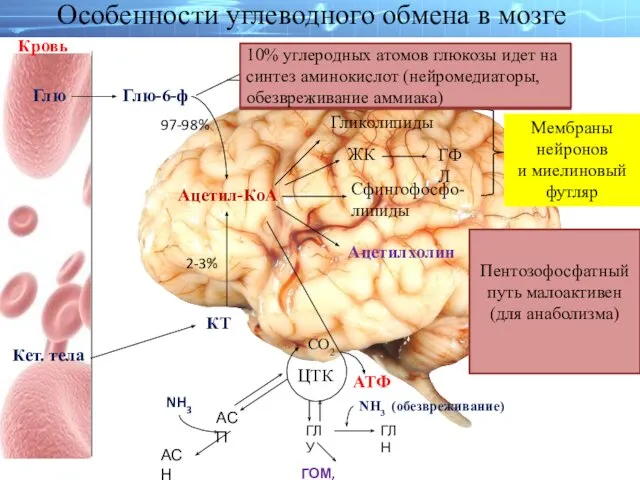 Кровь Глю-6-ф Глю Кет. тела Ацетил-КоА ЖК ГФЛ Ацетилхолин Сфингофосфо- липиды