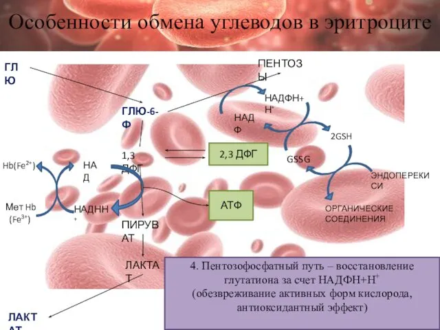 Особенности обмена углеводов в эритроците ГЛЮ ГЛЮ-6-Ф 1,3 ДФГ ПИРУВАТ ЛАКТАТ