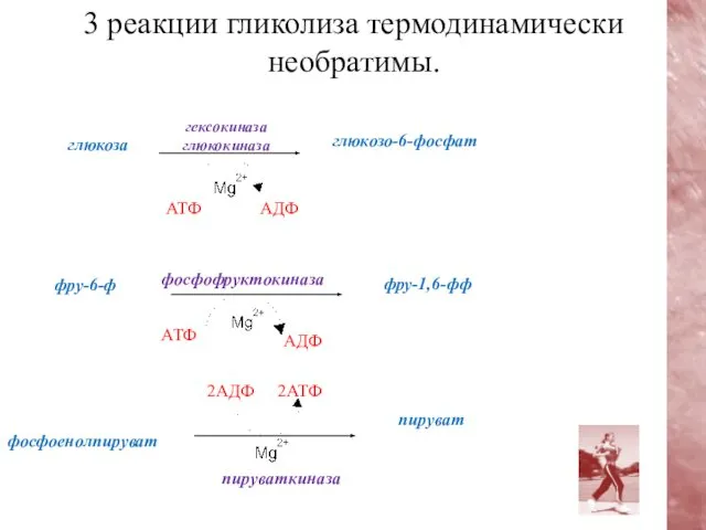 глюкозо-6-фосфат глюкоза гексокиназа глюкокиназа АТФ АДФ фру-6-ф фру-1,6-фф фосфофруктокиназа АДФ АТФ