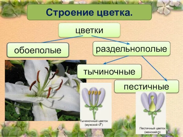 Строение цветка. цветки обоеполые