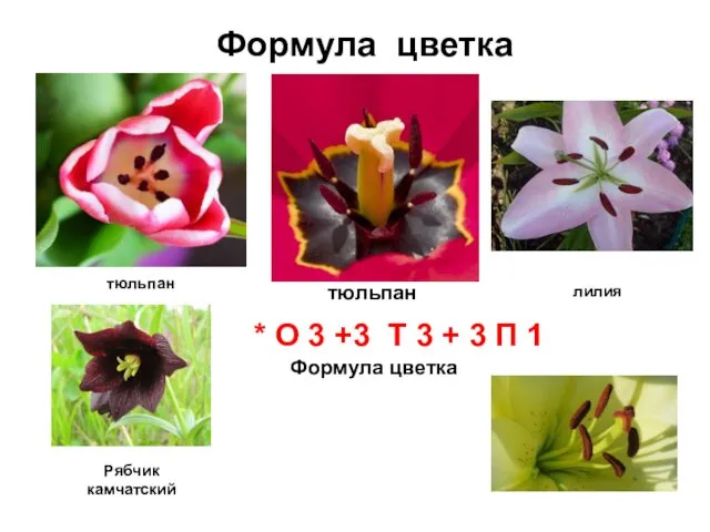 Формула цветка тюльпан Рябчик камчатский Формула цветка тюльпан * О 3