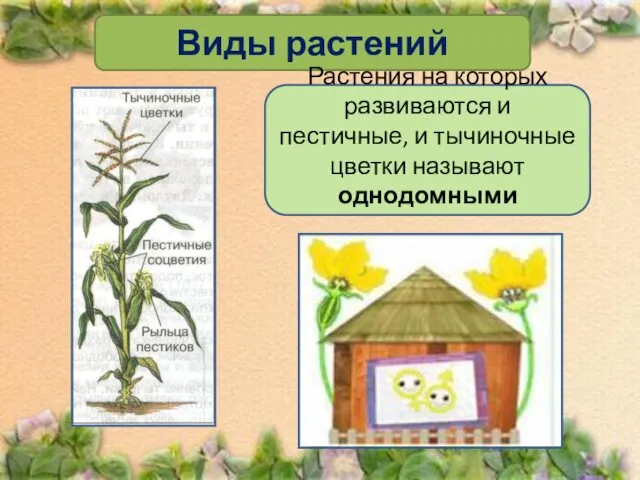 Виды растений Растения на которых развиваются и пестичные, и тычиночные цветки называют однодомными