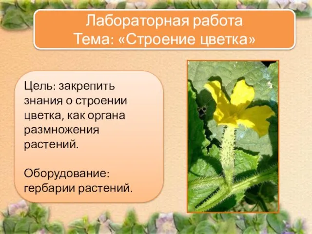 Цель: закрепить знания о строении цветка, как органа размножения растений. Оборудование: