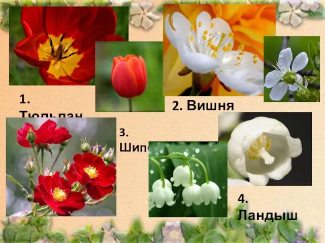 1. Тюльпан 2. Вишня 3. Шиповник 4. Ландыш