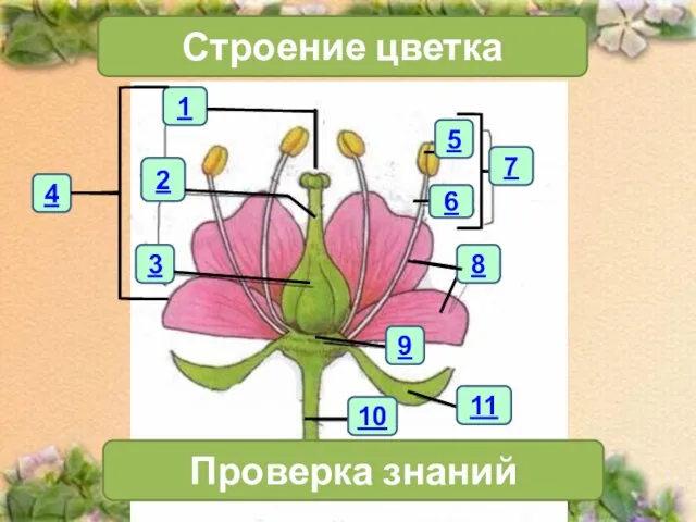 1 4 2 3 Строение цветка 7 Проверка знаний 11 10 6 5 8 9