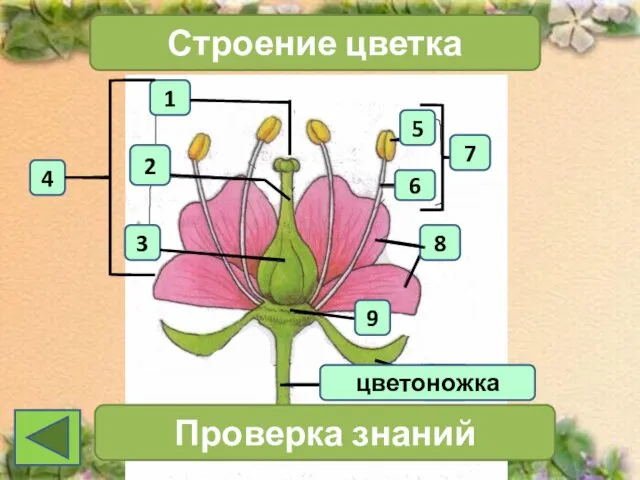 1 4 2 3 Строение цветка 7 Проверка знаний 11 цветоножка 6 5 8 9