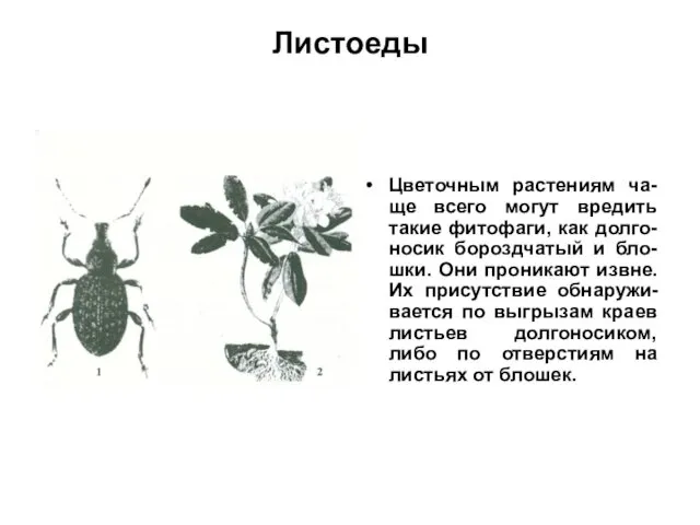 Листоеды Цветочным растениям ча-ще всего могут вредить такие фитофаги, как долго-носик